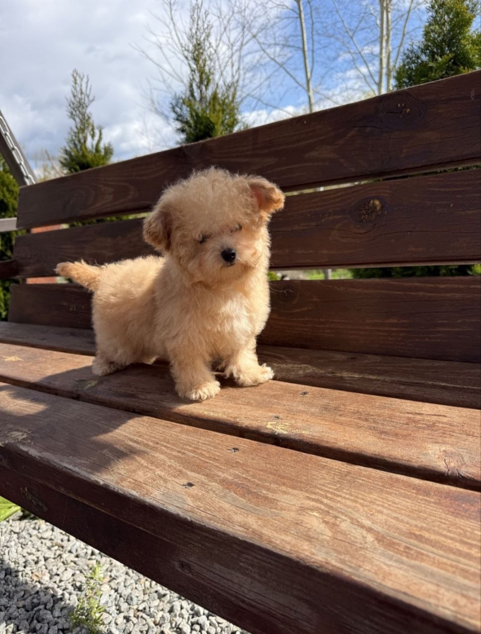 Maltipoo Welpe zu verkaufen, 3 Monate alt. Der Wel
